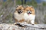 SPITZ ALLEMAND 322